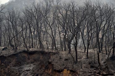 Charred trees are seen following a wildfire in the forested hills of the Kabylie region, east of the capital Algiers, on August 10, 2021. (Ryad Kramdi/AFP)