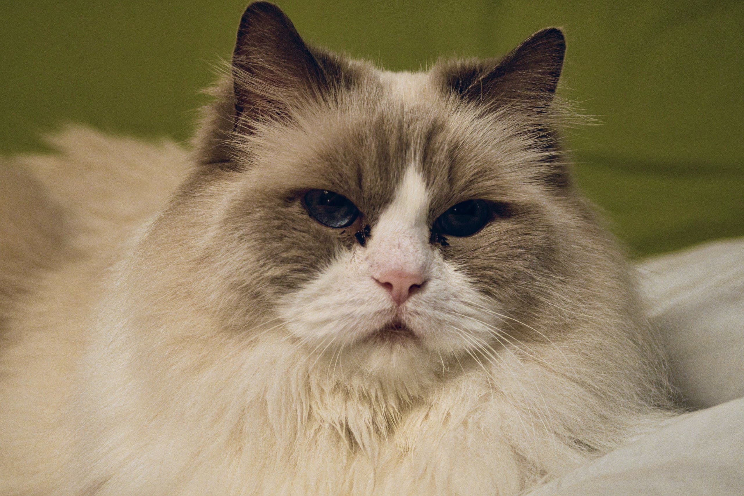 Ragdoll cat. (Unsplash, Yuval Zukerman)