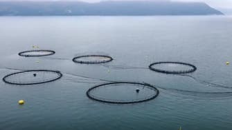 Chlorine leak kills around 96,000 salmon fish in Arctic Norway