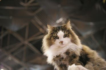  Alaric, a Norwegian Forest Cat takes part in the second annual Meet the Breeds showcase of cats and dogs at the Jacob K. Javits Convention Center on October 17, 2010 in New York City. (AFP)