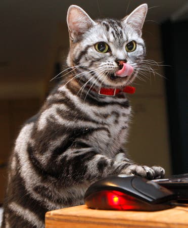 Джей Джей, американская короткошерстная, играет с компьютером и мышью во время предварительного просмотра чемпионата кошек CFA-Aims в Нью-Йорке 15 октября 2008 года. (Рейтер)