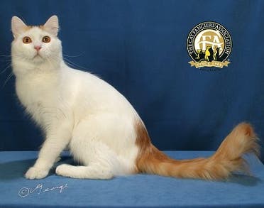 Турецкая ванская кошка взято с сайта Cat Fancy Association. (CFA)