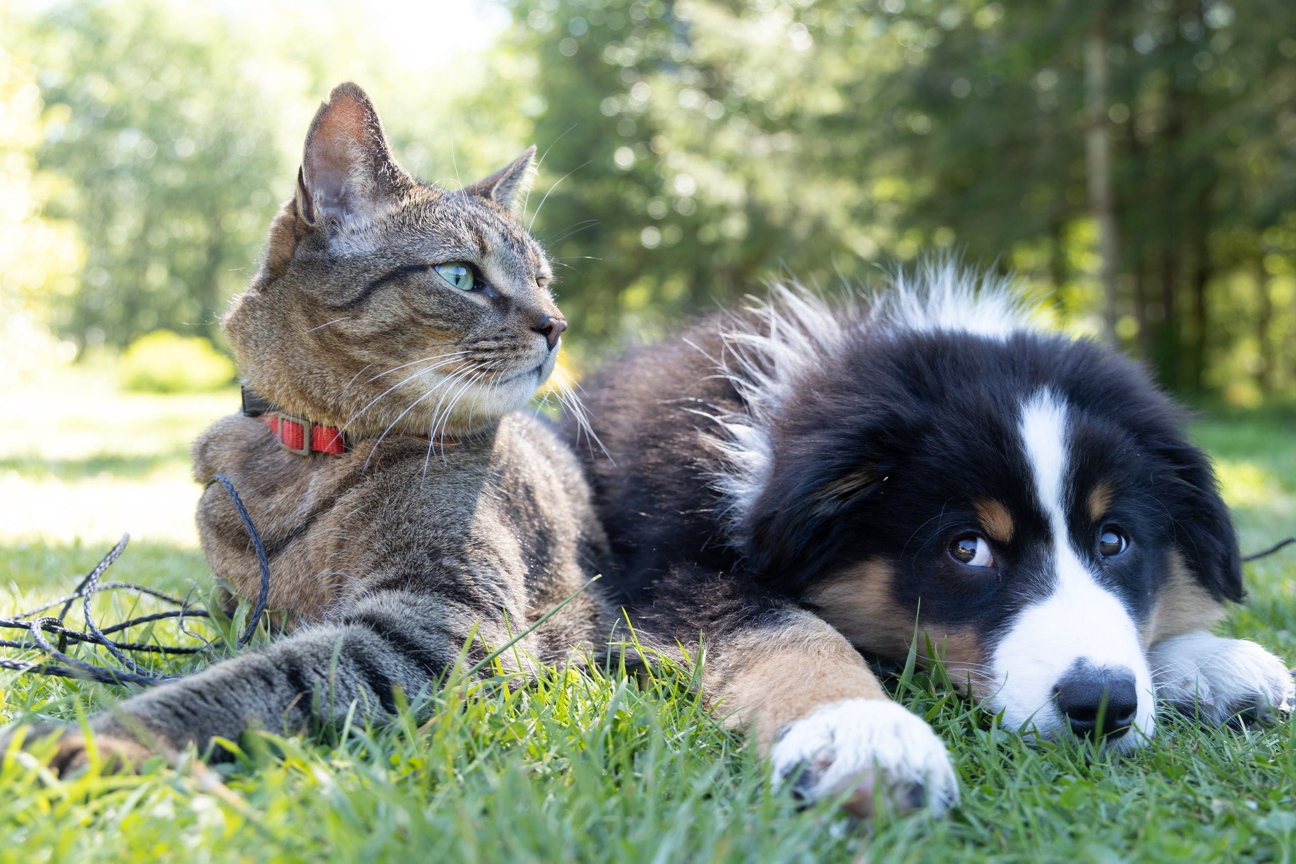 Cat and 2024 dog breed