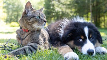 Cat and Dog sitting on grass. (Unsplash, Andrew S)
