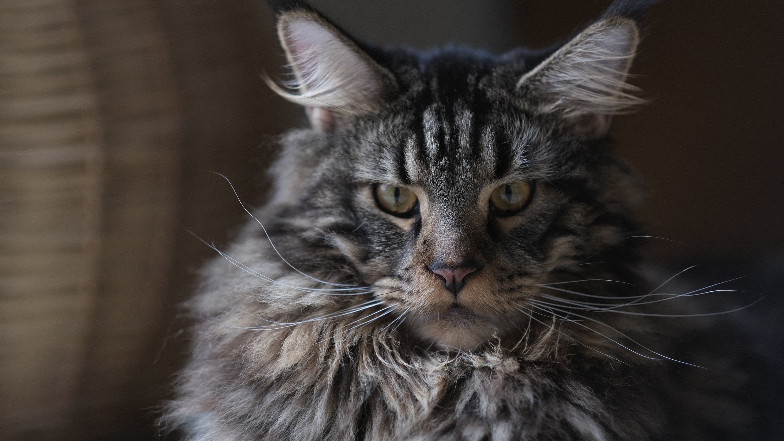 Maine Coon cat. (Unsplash, Bobbi Wu)