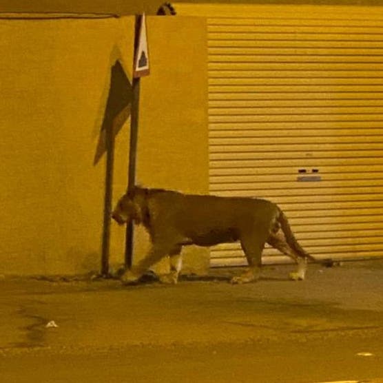 الأمن البيئي يسيطر على أسد في أحد أحياء الرياض