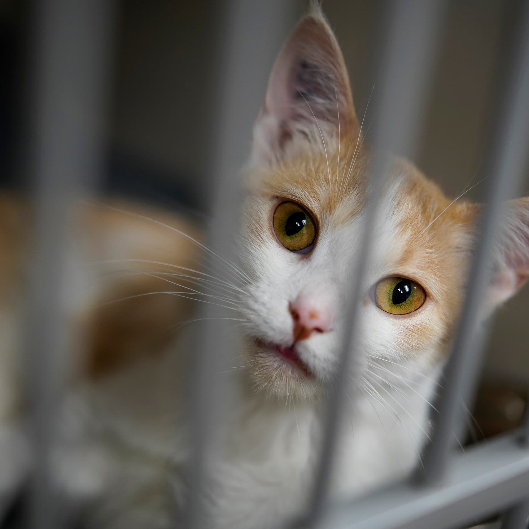 Dead woman in Kuwait found unidentifiable after pet cats eat her face off