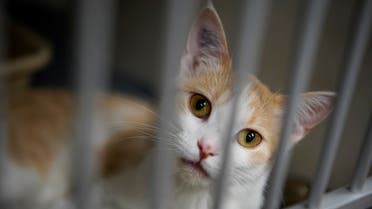 A cat at the Wild Rose Cat clinic that is photographed in Calgary, Alberta, Canada, July 14, 2021. (File photo: Reuters)