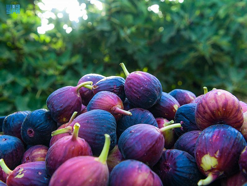 تبوک کی انجیر