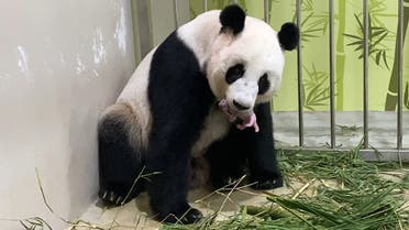 This handout photograph made available by Wildlife Reserves Singapore on August 15, 2021 shows female giant panda Jia Jia holding her first panda cub, born on August 14, 2021 at an off-exhibit at River Safari in Singapore. (File photo: AFP)