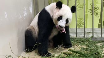 Singapore Zoo breeds first panda cub