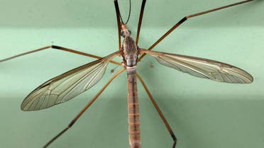 A Crane Fly known commonly as a Daddy Longlegs is seen on the side of a caravan in Wales, Britain September 10th, 2016. (Reuters)