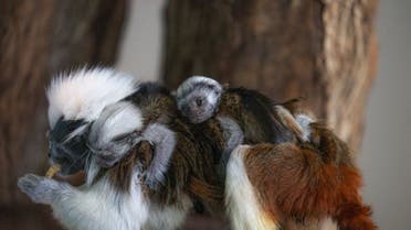 Dubai’s only in-door rainforest is today celebrating the birth of its latest residents to join The Green Planet family: these adorable Cotton-top Tamarin twins. (Supplied: Green Planet)