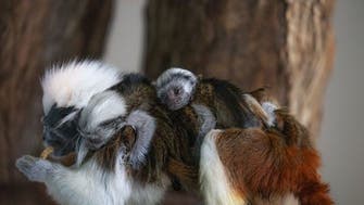 Critically endangered twin monkeys born in Dubai rainforest