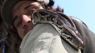A Burmese python moves down his keeper's arm during an event marking the National Endangered Species Day in Sydney, Australia.  (File photo: AP)