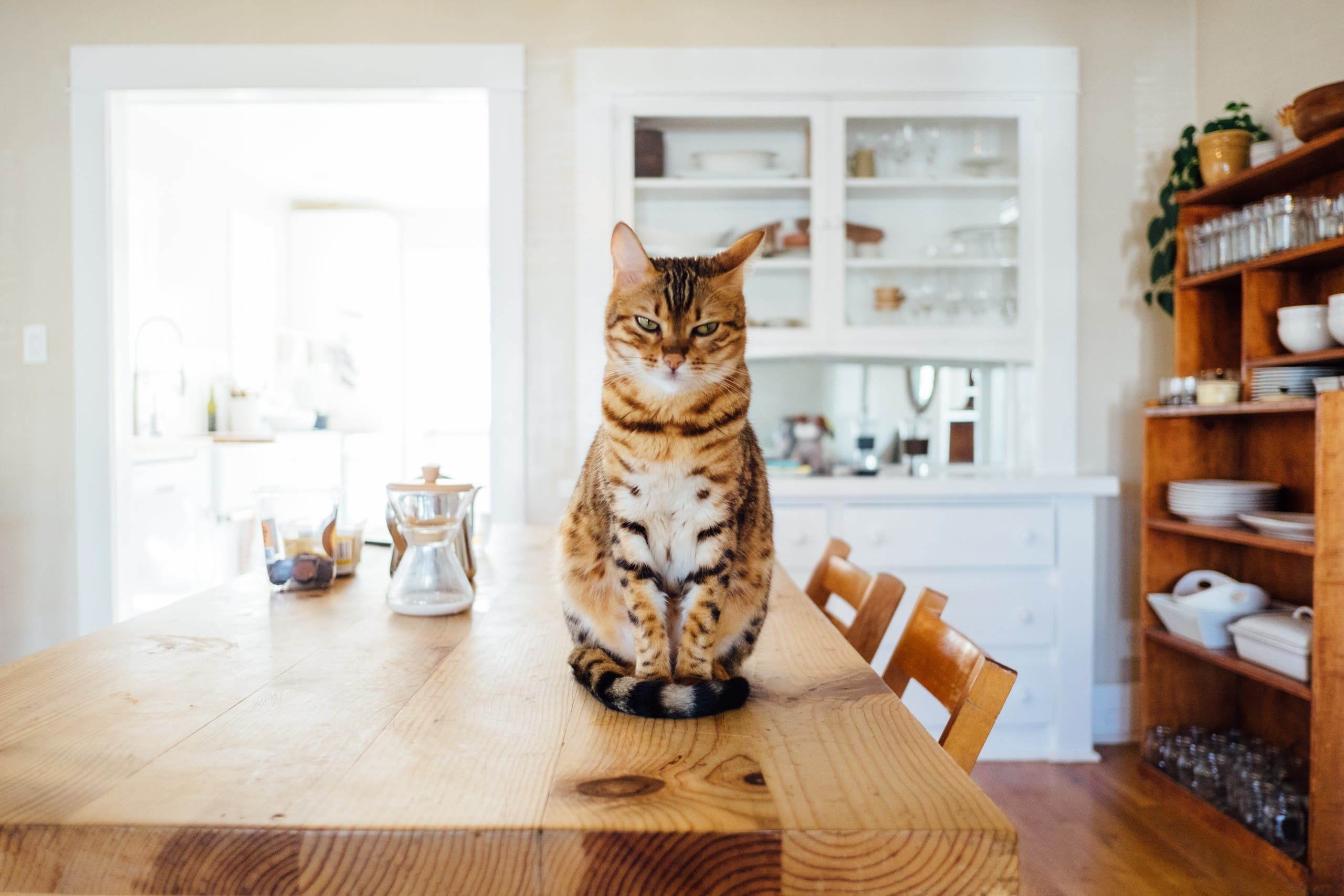 Angry cat. (Unsplash, Paul Hanaoka)