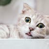 Ten weird and surprising facts about cats