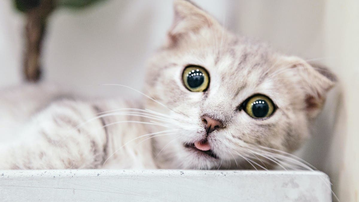 Ten Weird And Surprising Facts About Cats | Al Arabiya English