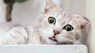Ten weird and surprising facts about cats
