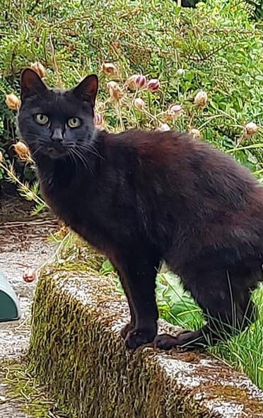 Black cat Piran, who saved the life of an elderly woman by leading rescuers to the site of the accident. (Facebook)