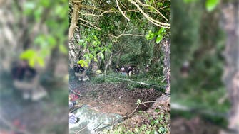 Cat saves elderly woman’s life, leads rescue team to ravine where she fell down