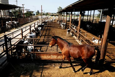 A horse stands next to cow sheds at a farm in Be'er Tuvia, southern Israel February 5, 2020. Picture taken February 5, 2020. (Reuters)
