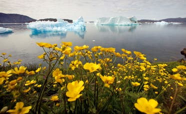 Wildflowers bloom on a hill overlooking a fjord filled with icebergs near the south Greenland town of Narsaq. (File photo: Reuters)