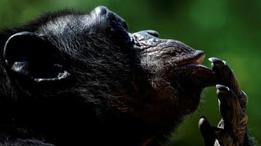 File photo of a chimpanzee looking on in its enclosure at the Bioparco zoo during a heatwave in Rome, on August 13, 2020. (AFP)