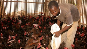 File photo of a man feeding poultry in Cotonou, Benin, December 19, 2007. (Reuters)