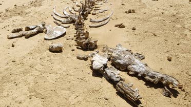 Remains of an early whale from 40-million years ago lies on the desert pavement of Wadi El-Hutan, 100 kilometers south of Cairo. (File photo: AFP)