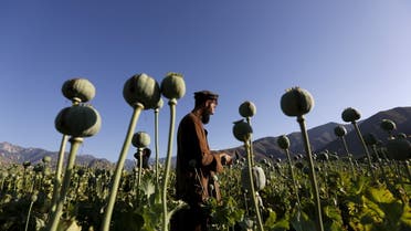 FILE PHOTO: An Afghan man works on a poppy field in Nangarhar province, Afghanistan April 20, 2016. REUTERS/Stringer/File Photo