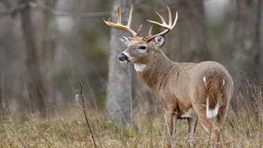 A wild white-tailed deer. (US Department of Agriculture)