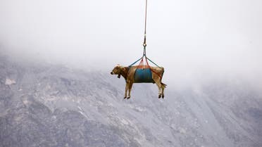 A cow is transported by a helicopter after its summer sojourn in the high Swiss Alpine meadows near the Klausenpass, Switzerland. (Reuters)