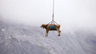 Injured Swiss cows get helicopter ride from Alpine pastures