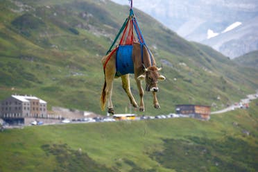 A cow is transported by a helicopter after its summer sojourn in the high Swiss Alpine meadows near the Klausenpass, Switzerland August 27, 2021.  (Reuters)