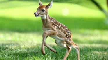 DUBLIN, OH - MAY 31: A baby deer runs on the par 5 15th hole during the second round of the Memorial Tournament presented by Nationwide Insurance at Muirfield Village Golf Club on May 31, 2013 in Dublin, Ohio. Andy Lyons/Getty Images/AFP