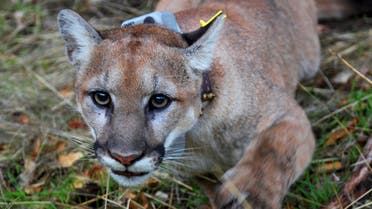 This photo provided by the US National Park Service shows a mountain lion, newly dubbed P-79 with a new tracking collar, following its capture in a Simi Valley, California, neighborhood early Thursday, December 12, 2019. (AP)