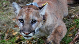 Mother punches mountain lion to save her five-year-old son 