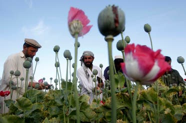 مزارعو الأفيون في أفغانستان (أرشيفية من رويترز)