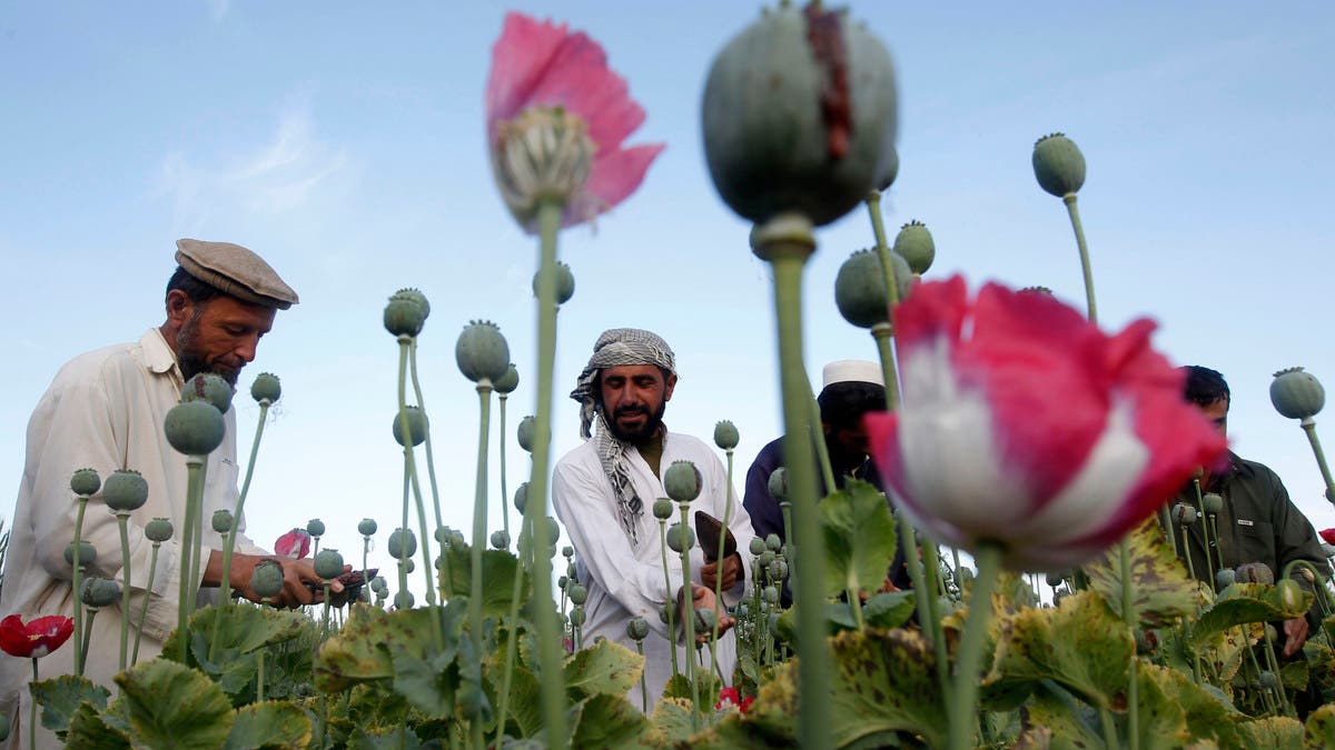 طالبان تحظر زراعة الأفيون وغيره من أنواع المخدرات