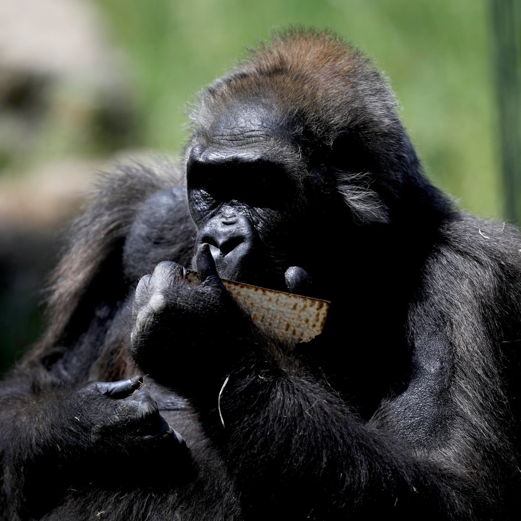 Woman having ‘affair’ with chimpanzee not banned, asked to ‘change her behavior’