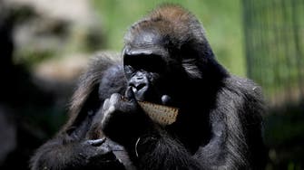 Woman having ‘affair’ with chimpanzee not banned, asked to ‘change her behavior’