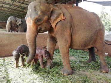 This handout photo from Sri Lanka's Pinnawala Elephant Orphanage taken on August 31, 2021 shows 25-year-old elephant Surangi with her twin calves born on August 31, 2021 nearly five hours apart, making the first such birth at the facility set up in 1975 to care for destitute elephants, in Pinnawala. (AFP)