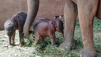 Sri Lanka reports rare birth of twin elephants