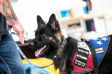 A service dog waits for training at the Paws of War office in Nesconset, Long Island, New York on June 10, 2019. (File photo: AFP)