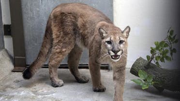 This photo provided by New York's Bronx Zoo shows an 11-month-old, 80-pound cougar that was removed from an apartment, in the Bronx borough of New York, where she was being kept illegally as a pet. (AP)