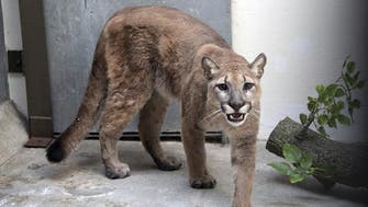 Illegal 36-kilo pet cougar removed from New York apartment 