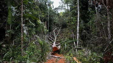 A felled tree is seen in the middle of a deforested area of the Yari plains, in Caqueta, Colombia March 3, 2021. Picture taken March 3, 2021. (File photo: Reuters)
