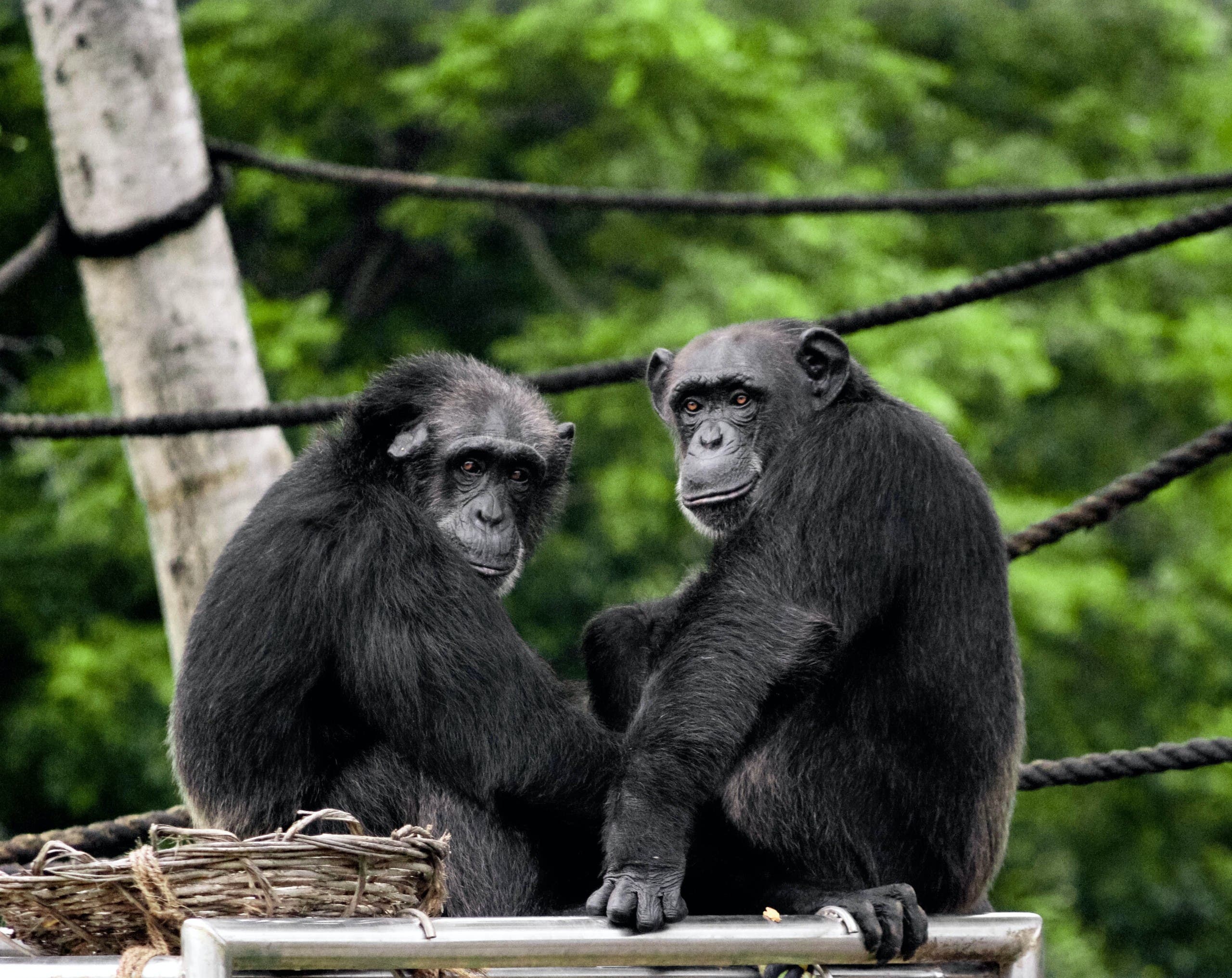 Two monkeys. (Unsplash, Satya Deep)