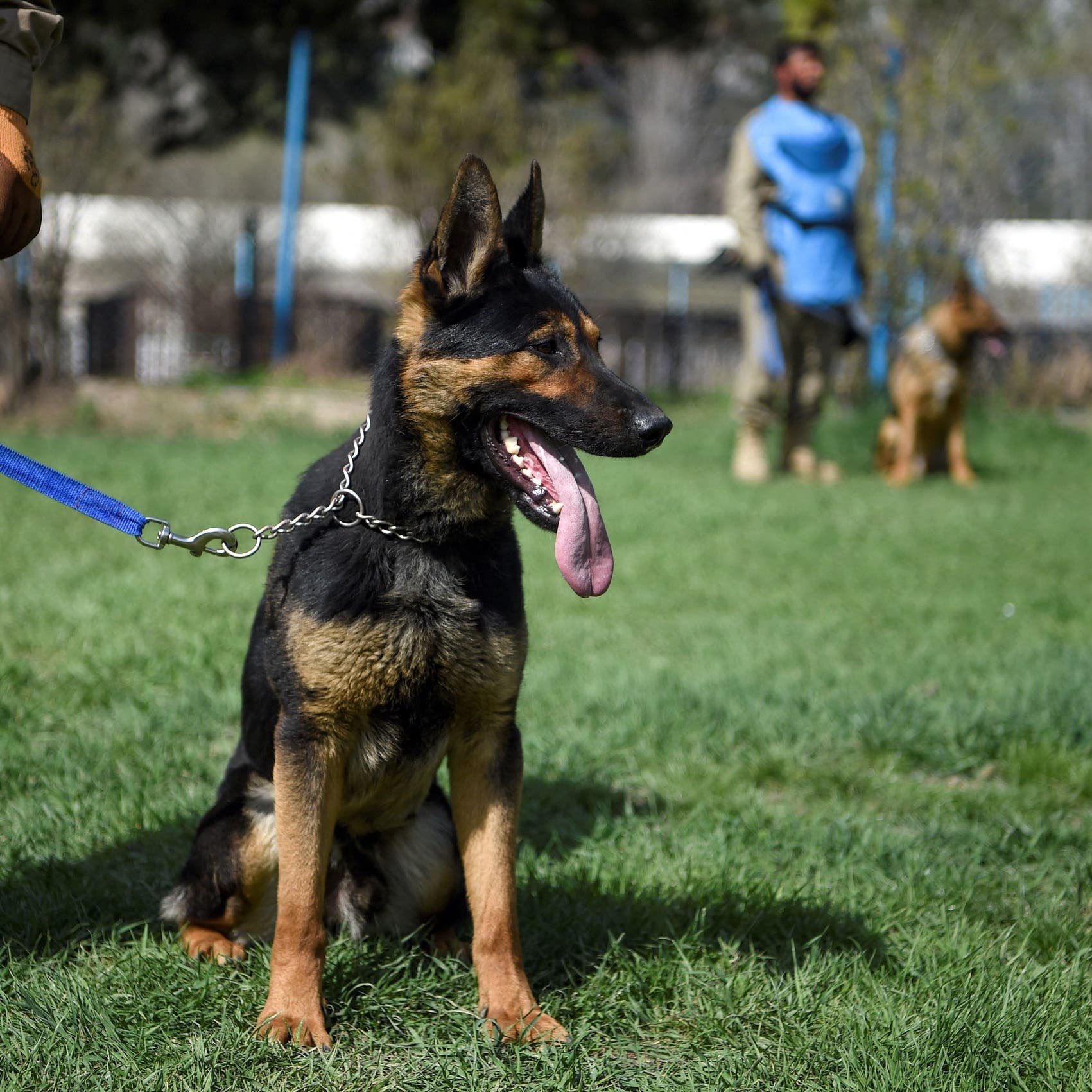 US troops left dogs behind in Afghanistan to be 'tortured,' 'killed': NGO | Al Arabiya English US troops left dogs behind in Afghanistan to be 'tortured,' 'killed': NGO | Al Arabiya English